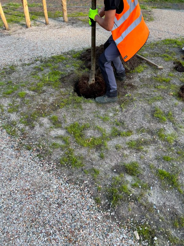 Tree Installation Service in Ventura County, CA