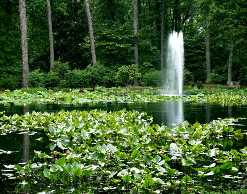Prevents algae growth